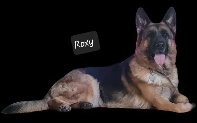 CKC Registered Female German Shepherd in Dogs & Puppies for Rehoming in Hamilton - Image 7