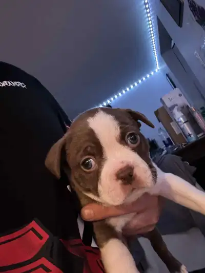 Hello I have 3 Boston terriers left 1 brown 1200 2 black and white 1000 You can text me at 819334245...