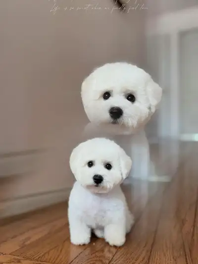 CKC Champion Bichon Frise one female available, View more
