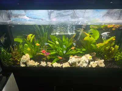 60g aquarium full setup, View more