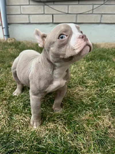 Adorable Nano Bulldog Puppy – Blue Eyes – Fully Vaccinated, View more