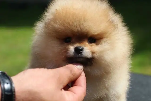 Pomeranian in Dogs & Puppies for Rehoming in City of Toronto - Image 7
