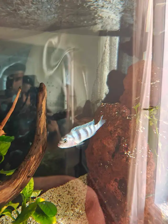 African ciclids for sale in Fish for Rehoming in Oshawa / Durham Region - Image 4