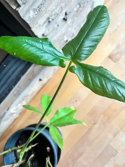 Aroid rare plant, View more