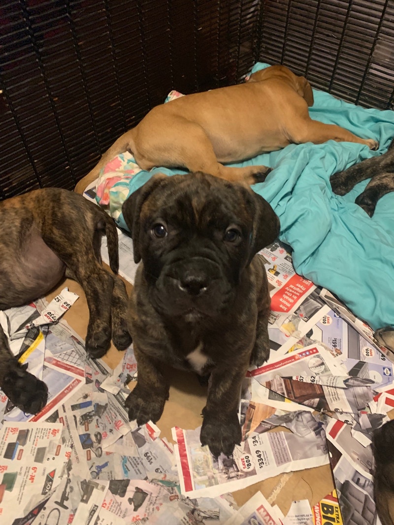 Puppies Dogs & Puppies for Rehoming Bridgewater Kijiji