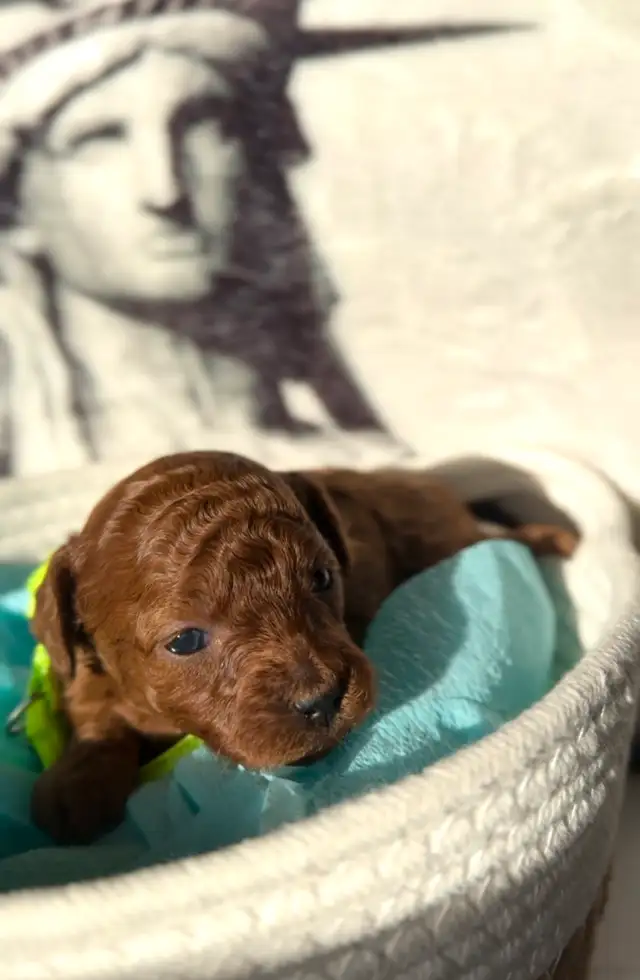 Adorable Red Toy Poodle Puppies in Dogs & Puppies for Rehoming in Hamilton - Image 5