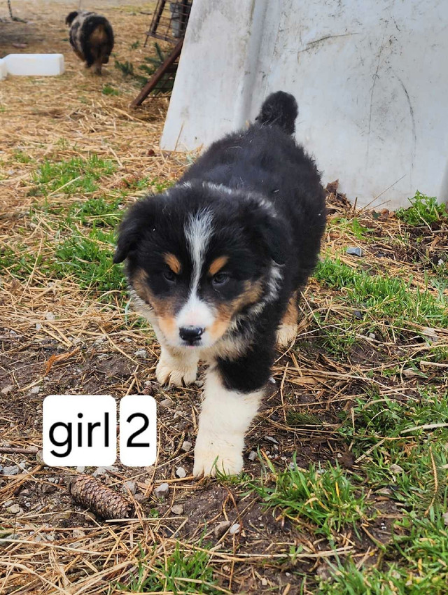Purebred Australian Shepherd puppies - Ready for a new home in Dogs & Puppies for Rehoming in Owen Sound - Image 4