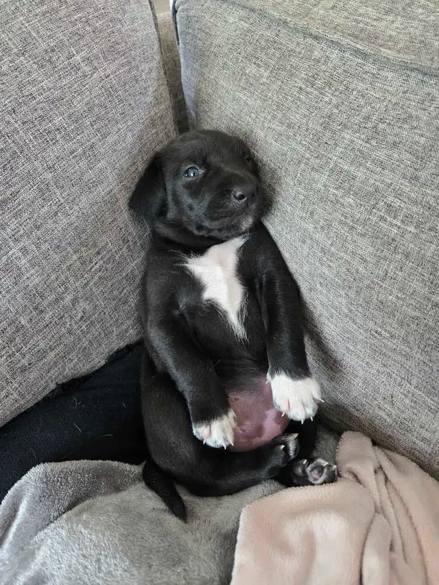 Chiots Labrador X Foxhound Américain in Dogs & Puppies for Rehoming in West Island - Image 4