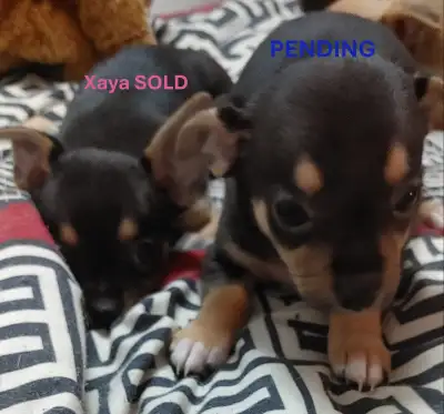 GORGEOUS TINY Pure Bred Chihuahuas Dad has unique yellow eyes, View more