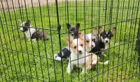 Corgi Puppies Ready For Their new homes! 