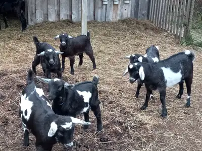 Nigerian Dwarf / Nubian Mix Goats (mini Nubians), View more