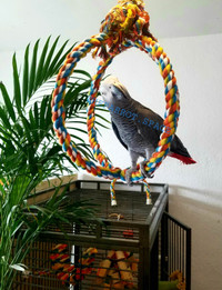 Are you looking for a african grey congo parrot?