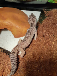 Giant Male Leopard Gecko