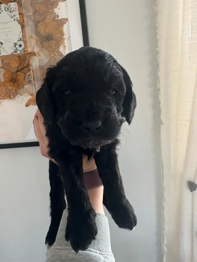 Mini Golden Doodles in Dogs & Puppies for Rehoming in Winnipeg - Image 4