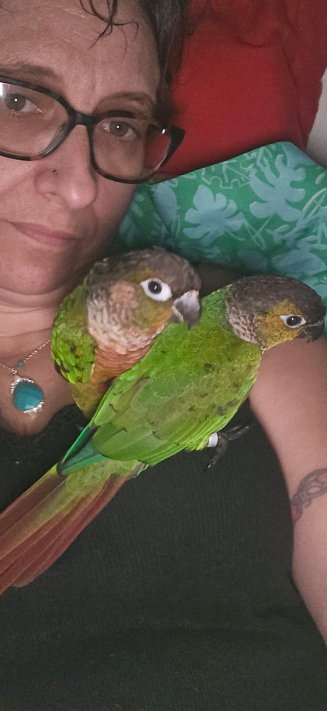 beautiful conures in Birds for Rehoming in Sudbury - Image 2