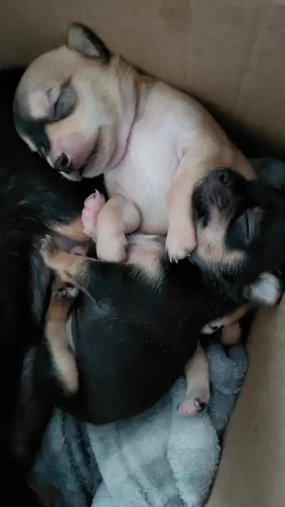 Chihuahua puppies, View more
