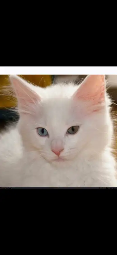 chaton de 6mois a vendre 250$, View more