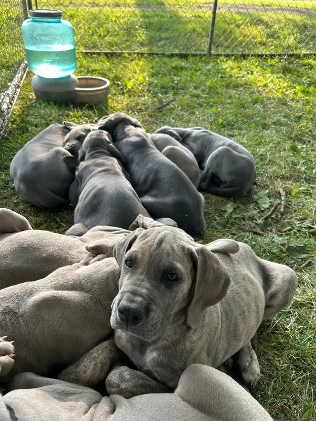 Purebred Great Dane puppies- 4 generations on site in Dogs & Puppies for Rehoming in Stratford - Image 8