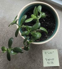 Two Jade plants 11" x 10" in one ivory ceramic pot 7.25" x 7"