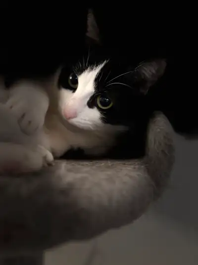 chat à donner , View more