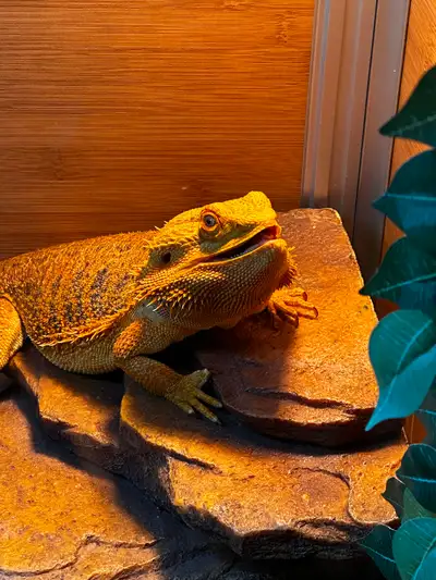 Bearded Dragon + Zen Habitats Enclosure, View more