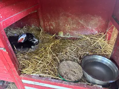 Muscovy Ducks set to hatch 33-35 Days, View more