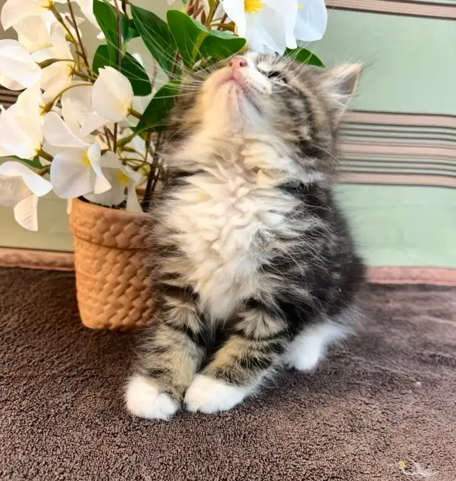Vetted Maine Coon Girl in Cats & Kittens for Rehoming in Oakville / Halton Region - Image 8
