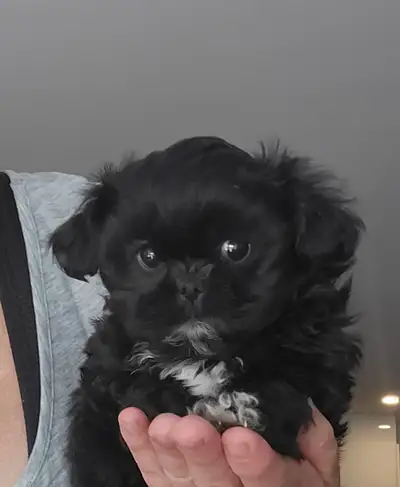 ❤️ BEAUTIFUL TINY TOY SHIH POO'S FROM CKC BLOODLINES ❤️, View more