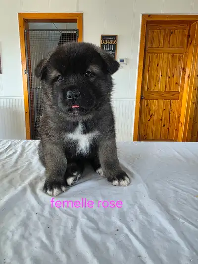 Akita américain, View more