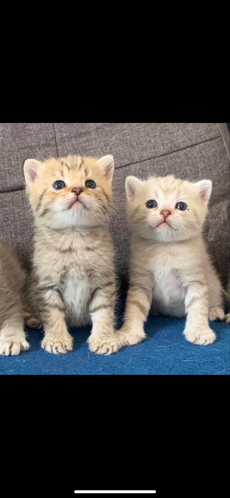 British short hairs | Cats & Kittens for Rehoming | Stratford | Free ...