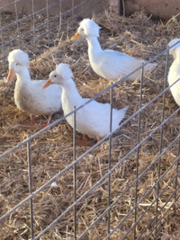 White Crested Ducks