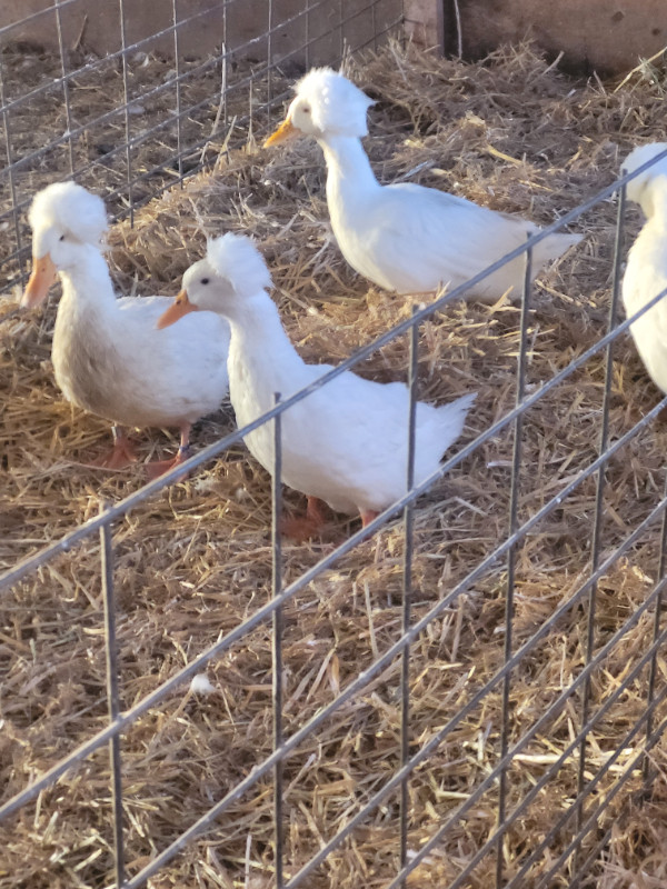 White Crested Ducks in Livestock in Saskatoon