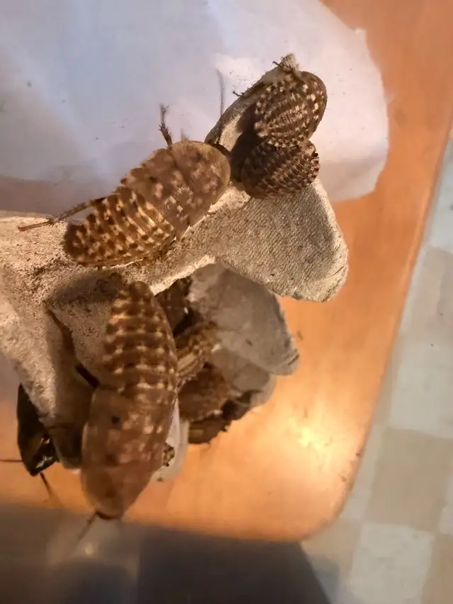 Discoid roaches feeders in Other in Mississauga / Peel Region - Image 4