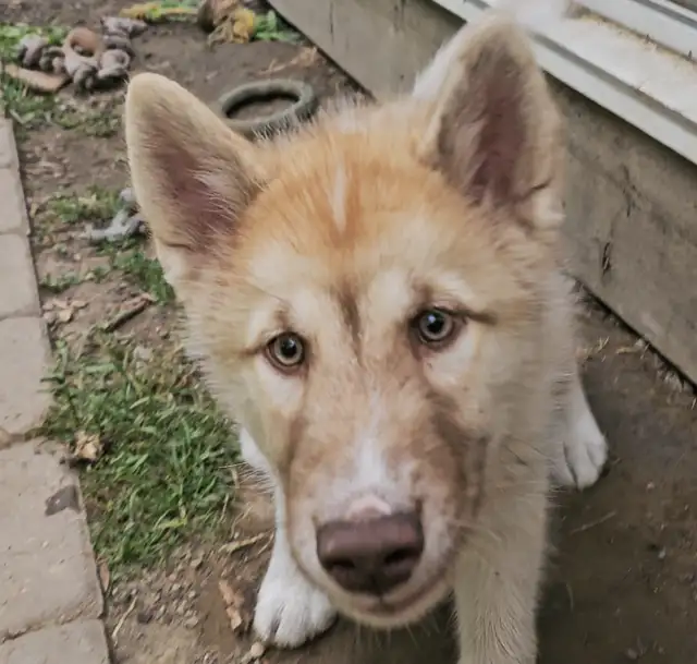 RARE Canadian Eskimo Puppy -Feisty (M) in Dogs & Puppies for Rehoming in Hamilton - Image 3