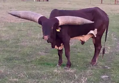 Offering high-quality African Watusi semen for breeding purposes. This semen is from top-bloodline b...