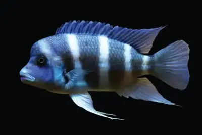 Humphead cichlid, View more