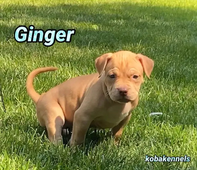 American Bulldog Puppies XL in Dogs & Puppies for Rehoming in Winnipeg - Image 4