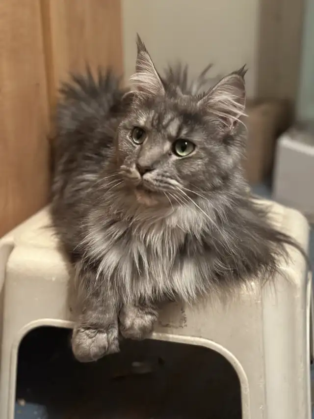 Maine Coon