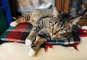 Harold is a one of-a-kind cat. After going through the worst experience of his life, of him being ab...