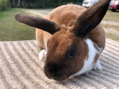 Screaming deal! Registered rabbit breeder - mini plush, View more