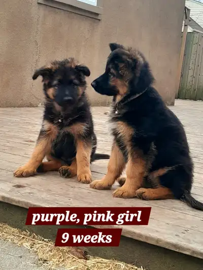 GERMAN SHEPHERD PUPPIES, View more
