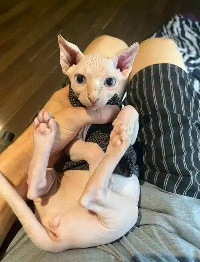 Female sphynx kitten , View more