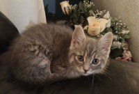 Sweet female gray tabby..6 mos old