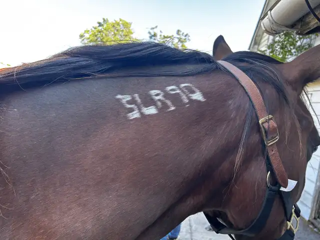 horse for sale in Horses & Ponies for Rehoming in Barrie - Image 4