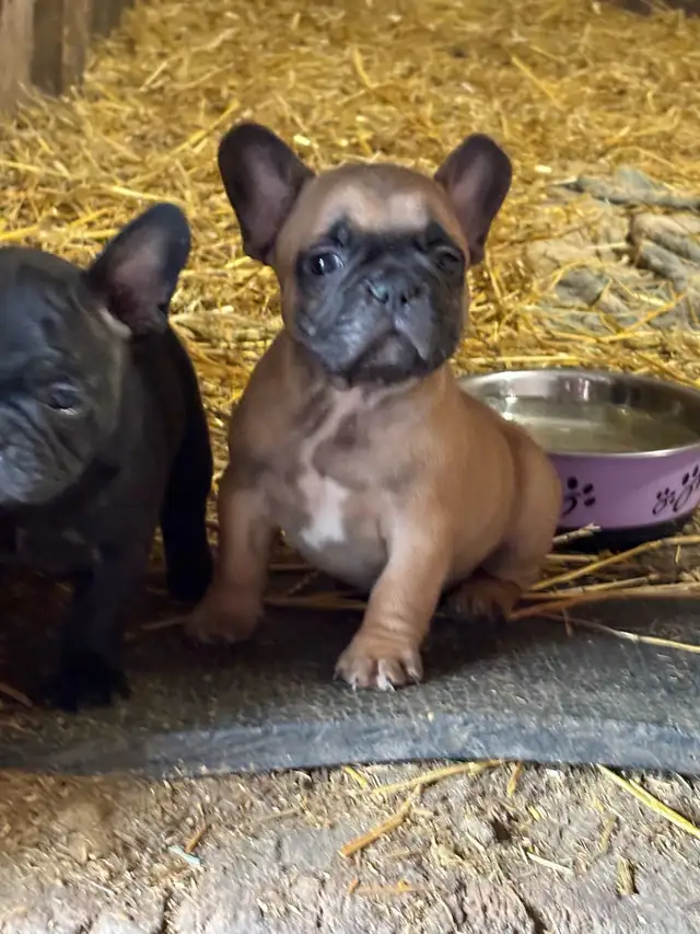 French bulldog Pups in Dogs & Puppies for Rehoming in Winnipeg - Image 5
