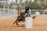 Broke Ranch Gelding
