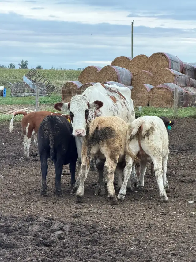 Exposed Nurse Cows  in Livestock in Lethbridge - Image 3