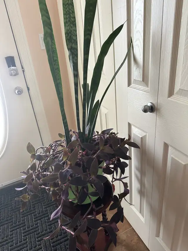 Indoor plant491332872365025282