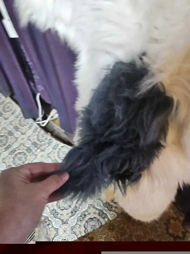 Costume Chien pour enfant 6-7 ans in Costumes in Sherbrooke - Image 6