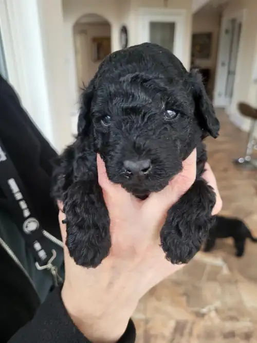 Lavish Toy Poodle - puppies are 4 weeks old now, 1 boy, 1 girl, and they will be ready to go home on...